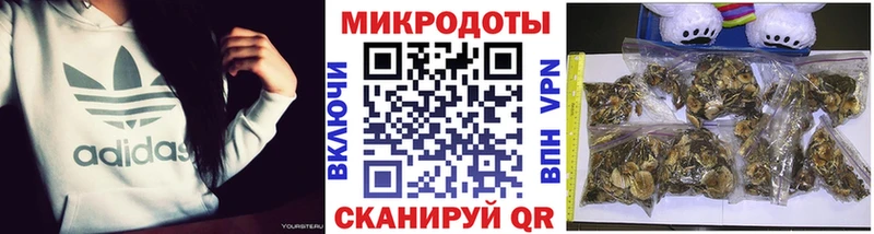 Галлюциногенные грибы Psilocybine cubensis Павловский Посад